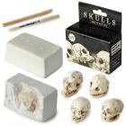Dropship Skulls & Skeletons - Fun Excavation Dig it Out Kit - Human Skull